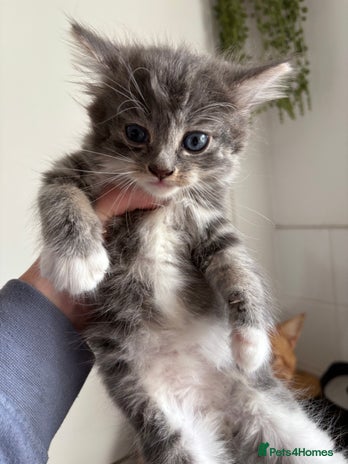 Siberian cats - Advert 9