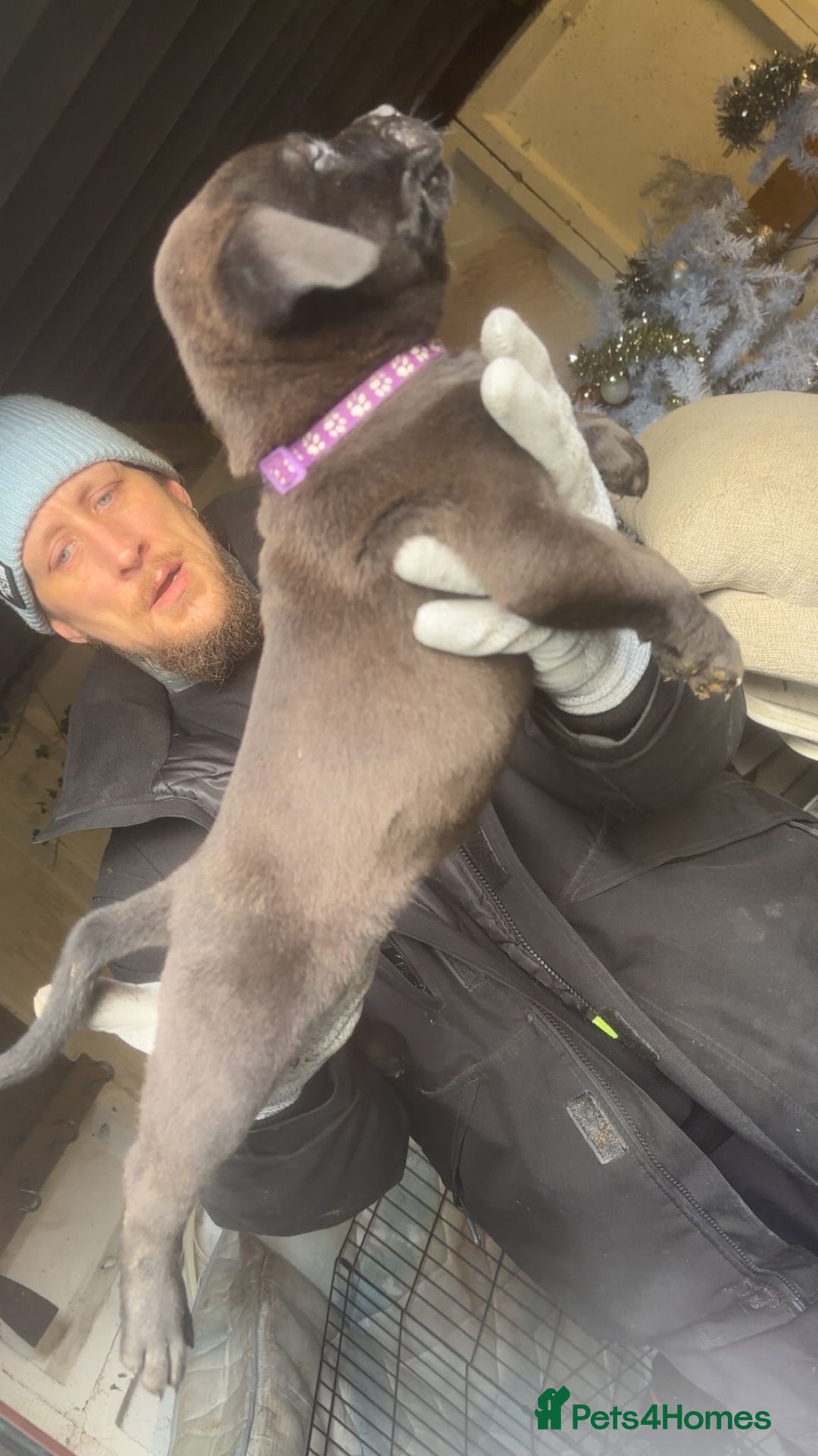 Mixed Breed dogs for sale: Amazing litter of exotic rottiebulls  - Advert 9