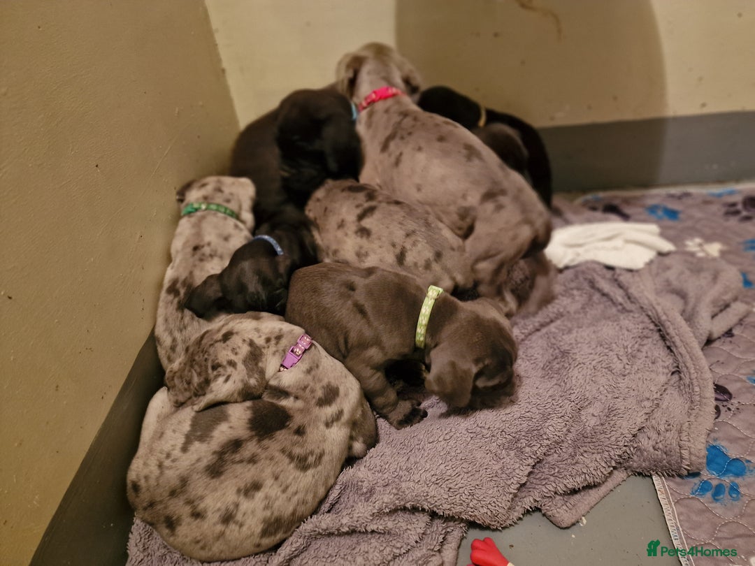 Mixed Breed dogs for sale: Cane Corso X Neapolitan Mastiff mix pups for sale - Advert 10