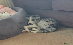 Mixed Breed dogs for sale: Reluctant sale of puppy - Image 5