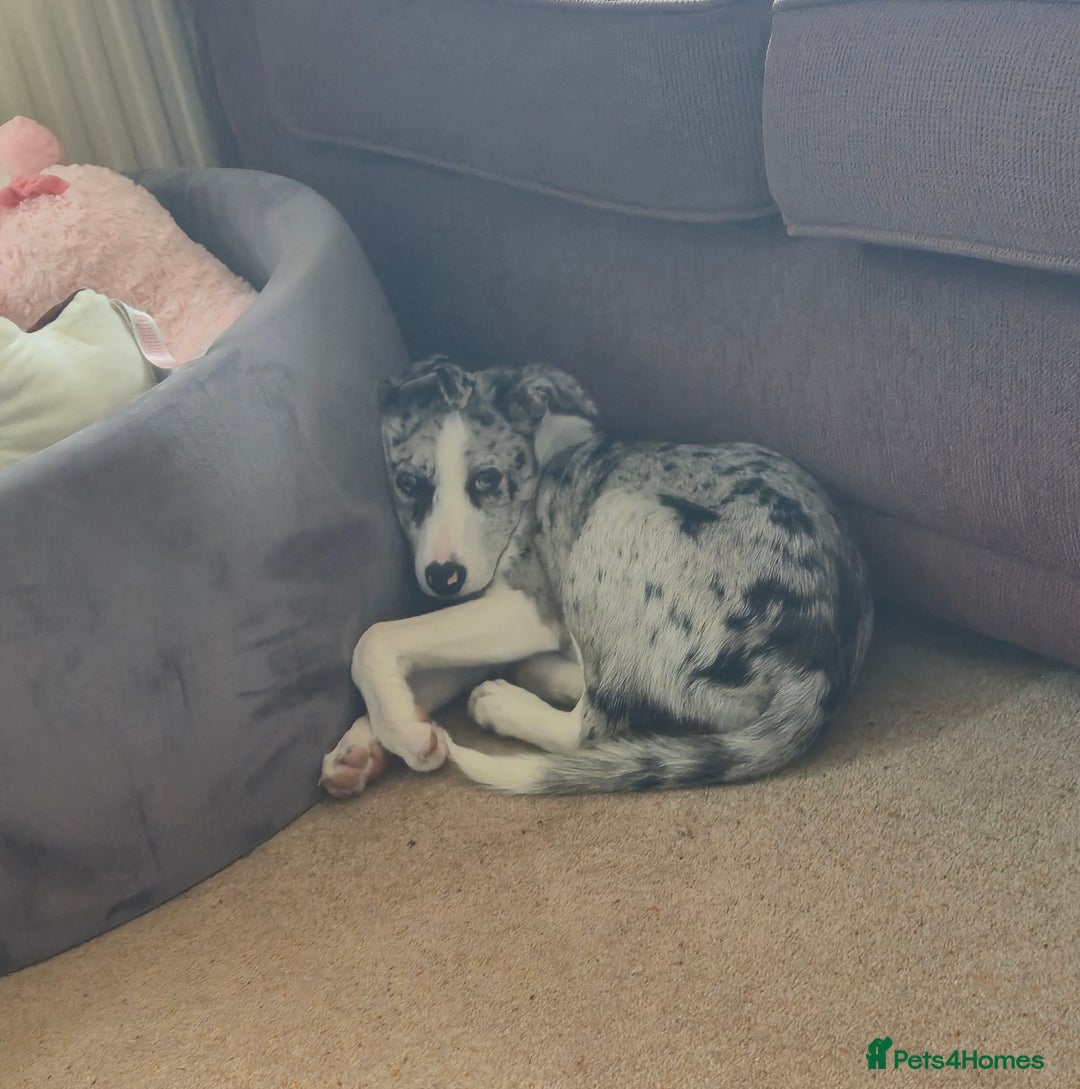 Mixed Breed dogs for sale: Reluctant sale of puppy - Image 5