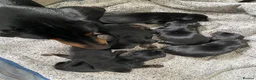 Dobermann dogs for sale: 9 Doberman’s  in Newport - Advert 1