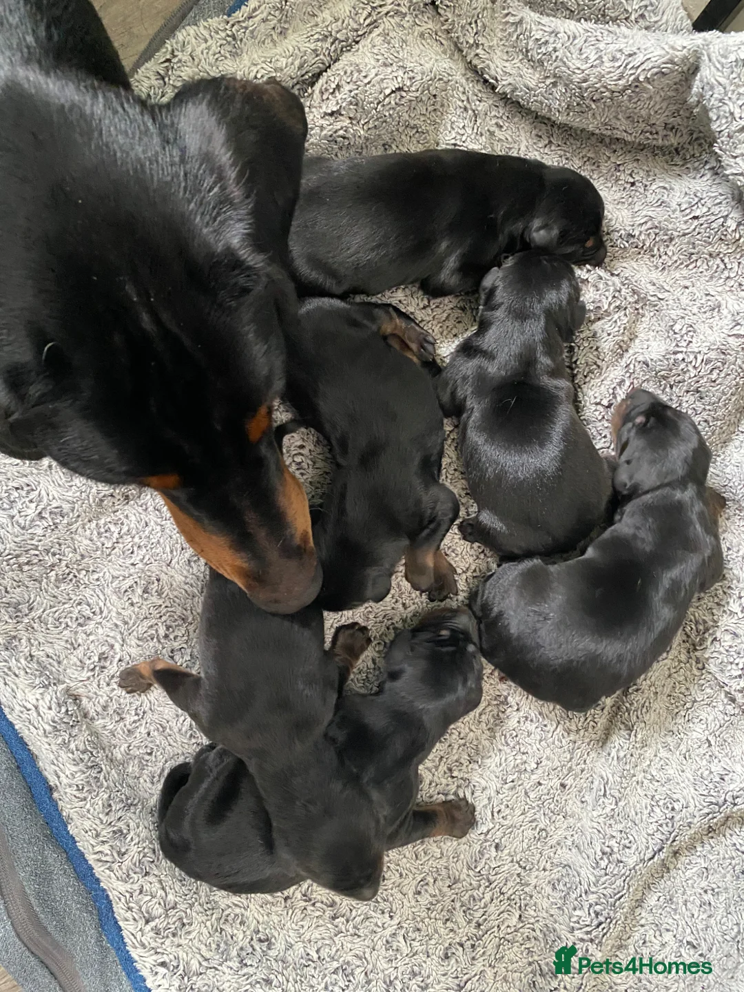 Dobermann dogs for sale: 9 Doberman’s  in Newport - Advert 1