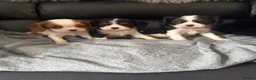 Cavalier King Charles Spaniel dogs for sale: Kc cavalier puppies dna clear  - Advert 21