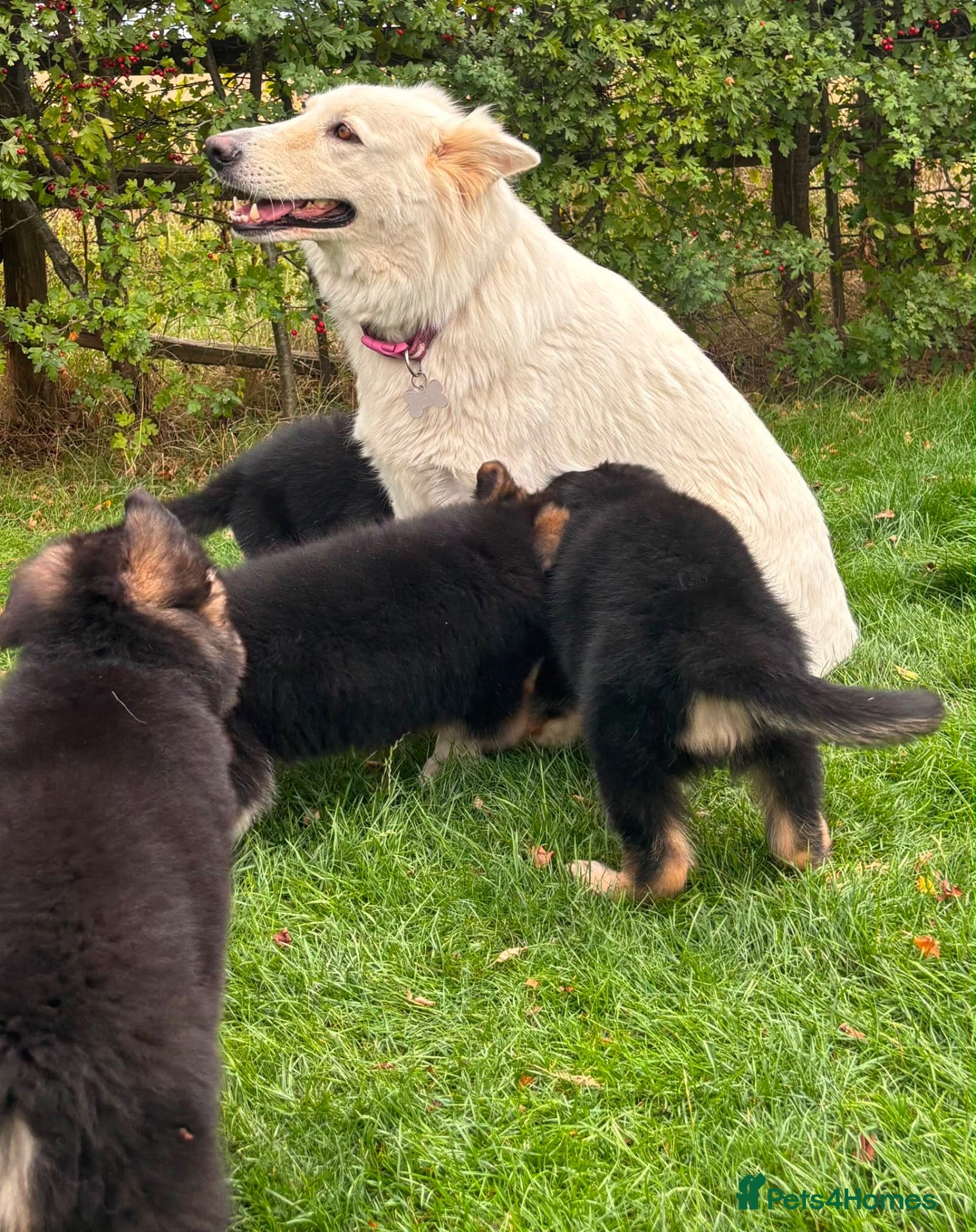 German Shepherd dogs Pedigree German shepherd puppies  - Advert 12
