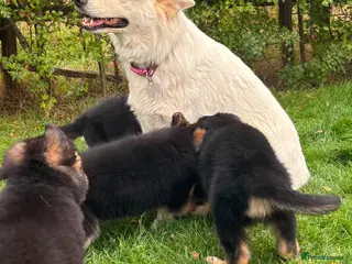 German Shepherd dogs Pedigree German shepherd puppies - Advert 1