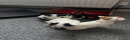 Siamese cats for sale: Lovely kittens for sale  - Advert 2