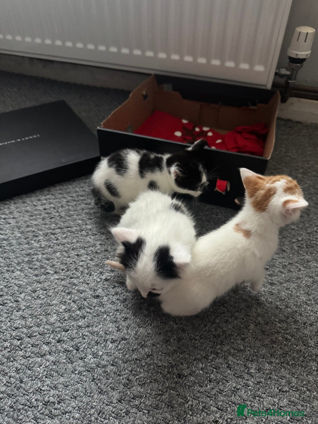 Siamese cats for sale: Lovely kittens for sale  - Advert 2