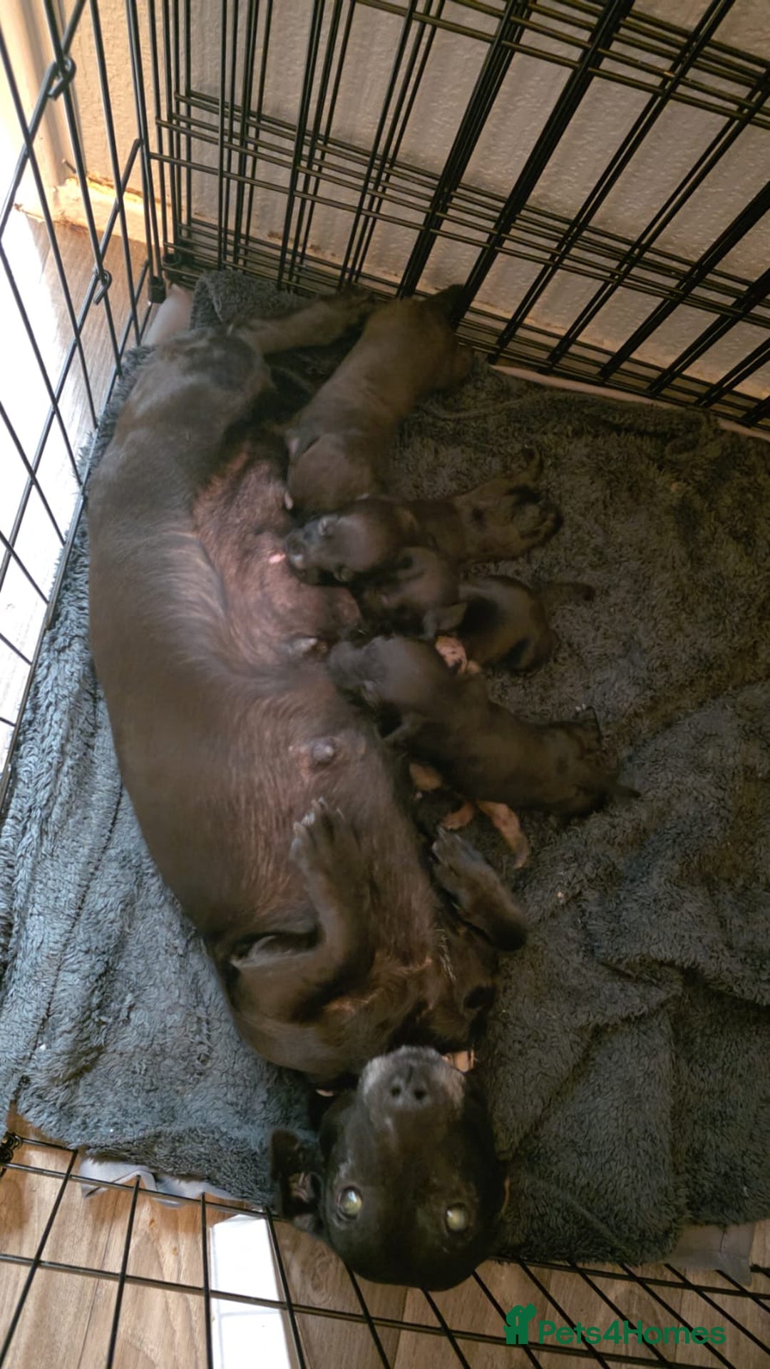 Dachshund dogs for sale: Dachshund puppies  - Image 8