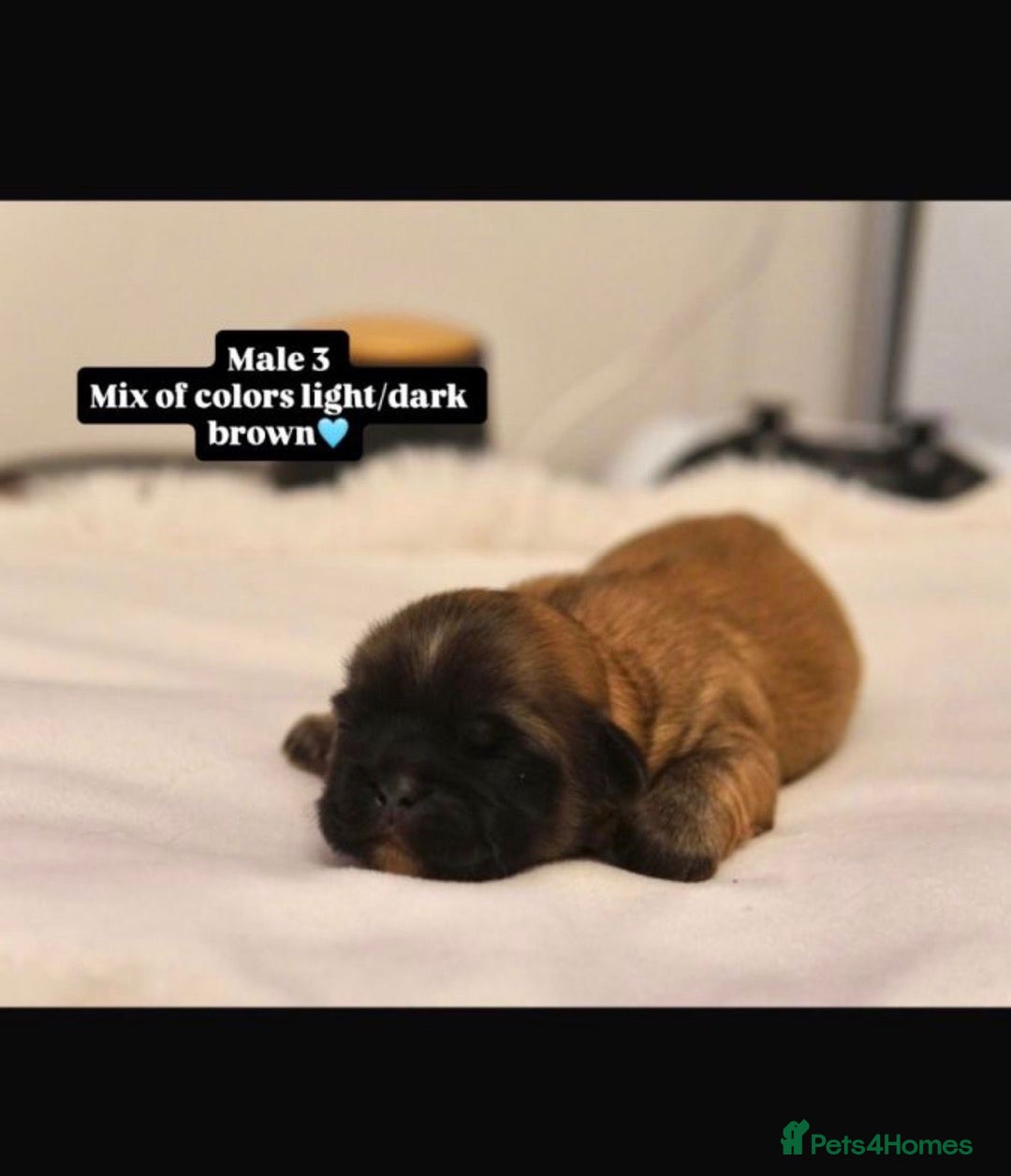 Shih Tzu dogs for sale: Shihtzu imperial - Advert 12