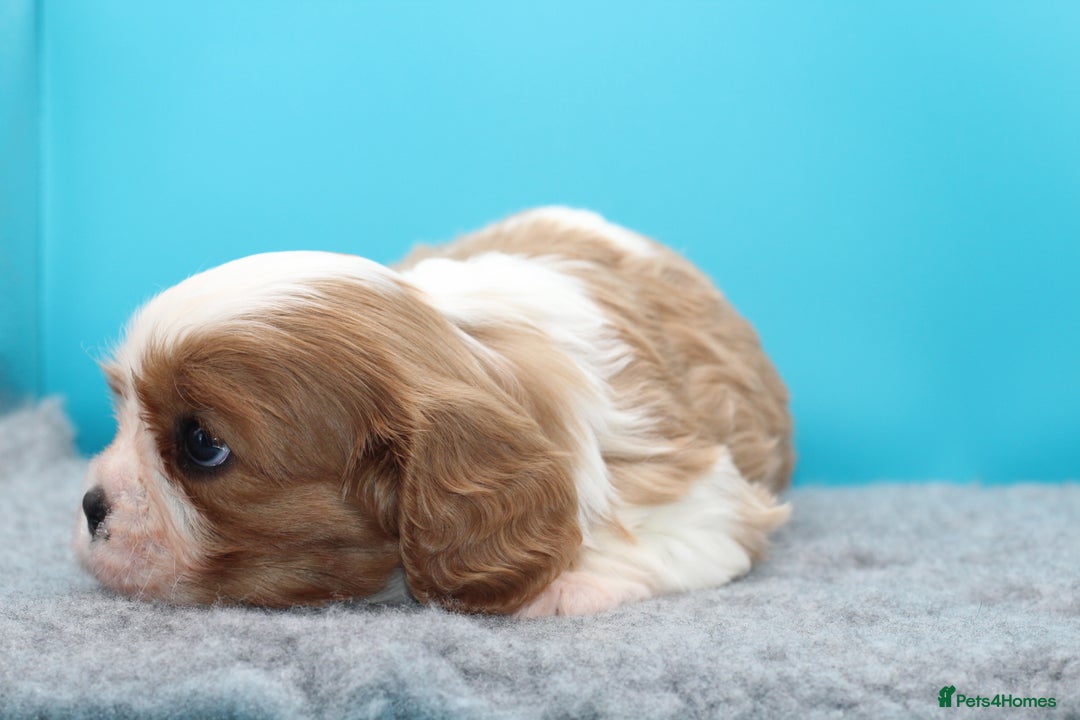 Cavalier King Charles Spaniel dogs for sale: Champion lines, heart/health tested, KC registered - Advert 7