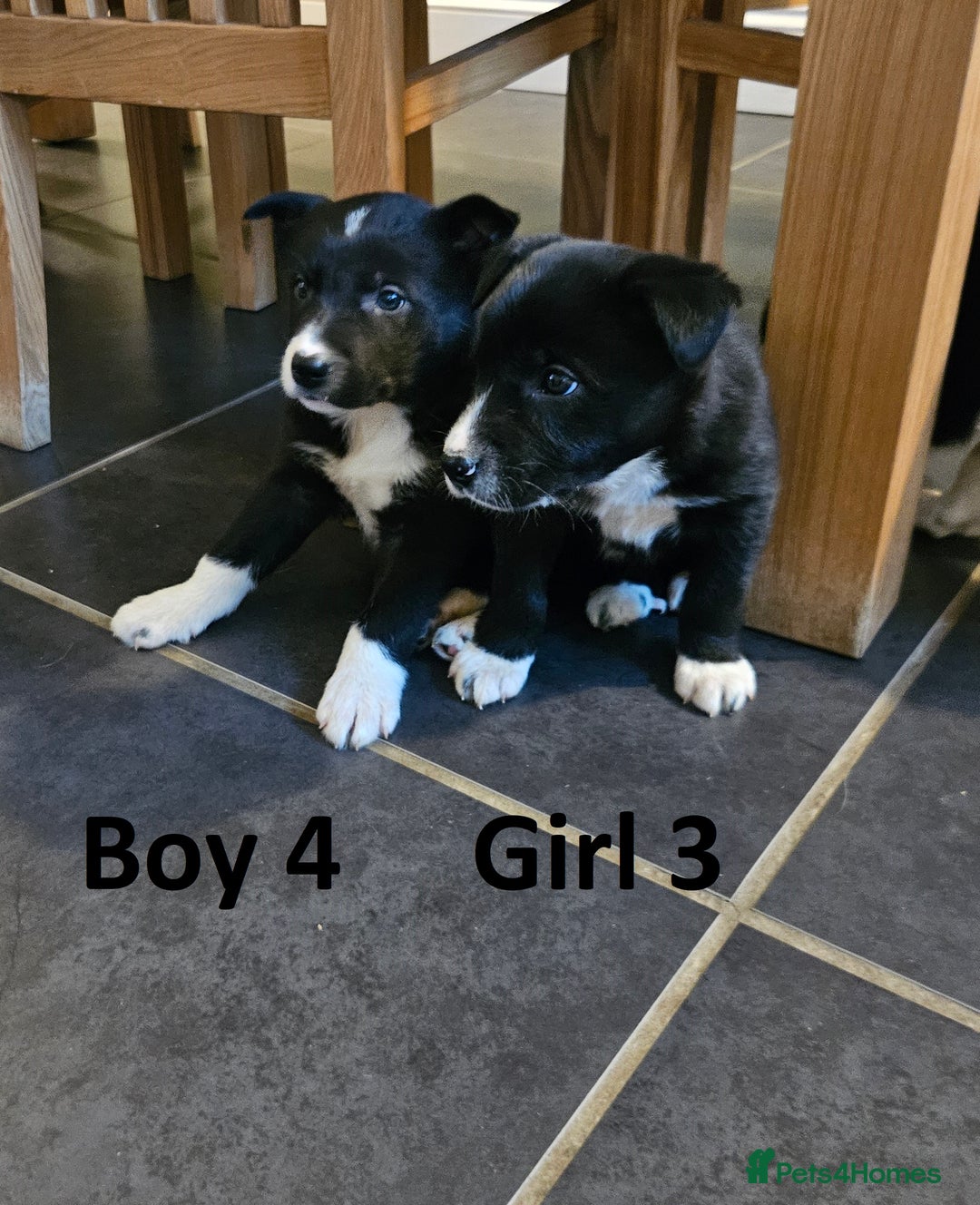Border Collie dogs for sale: Beautiful border collie pups for sale - Advert 8