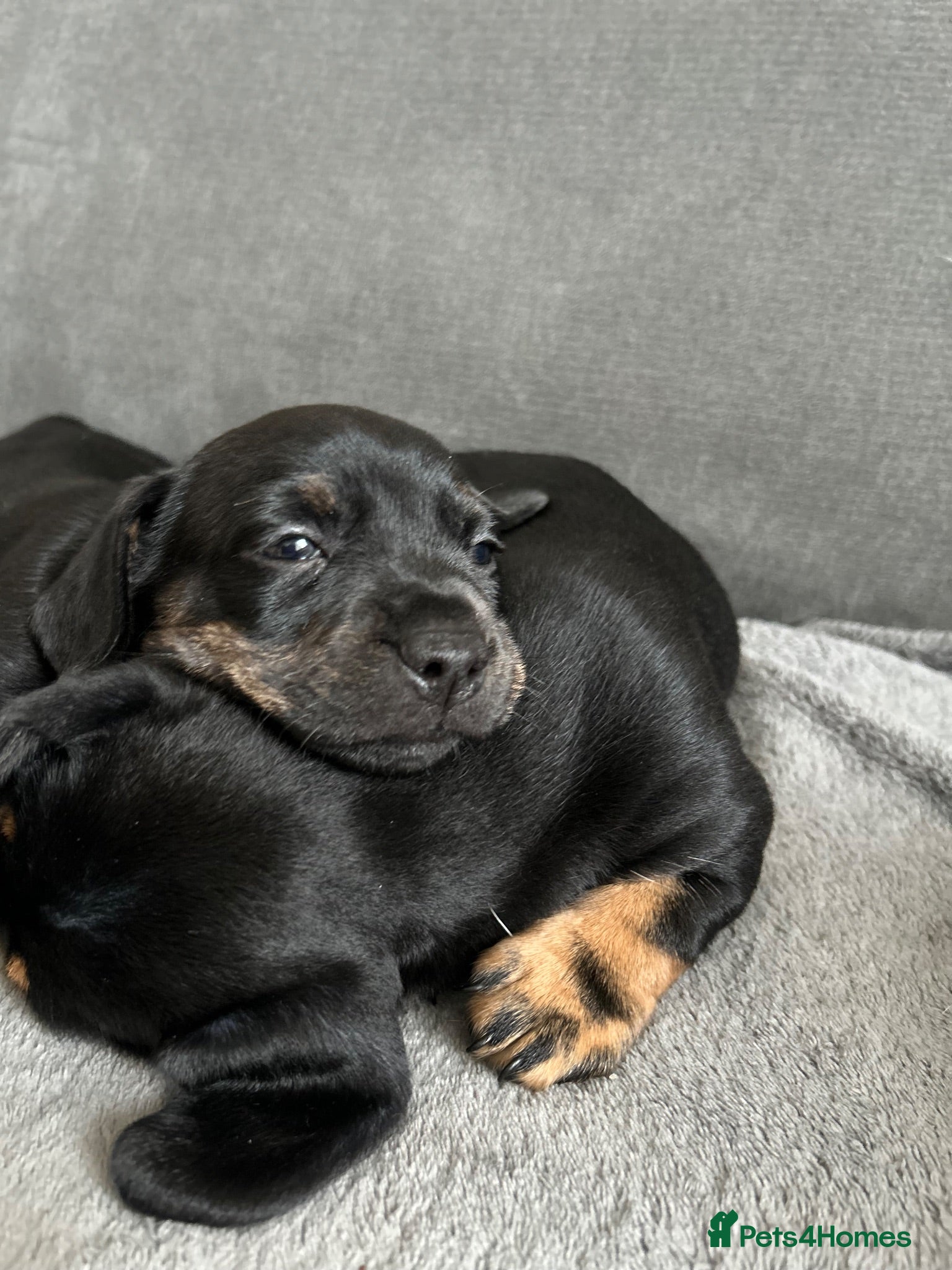 Mixed Breed dogs French bull weiners  - Advert 6