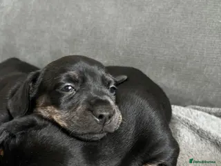 Mixed Breed dogs French bull weiners - Advert 6