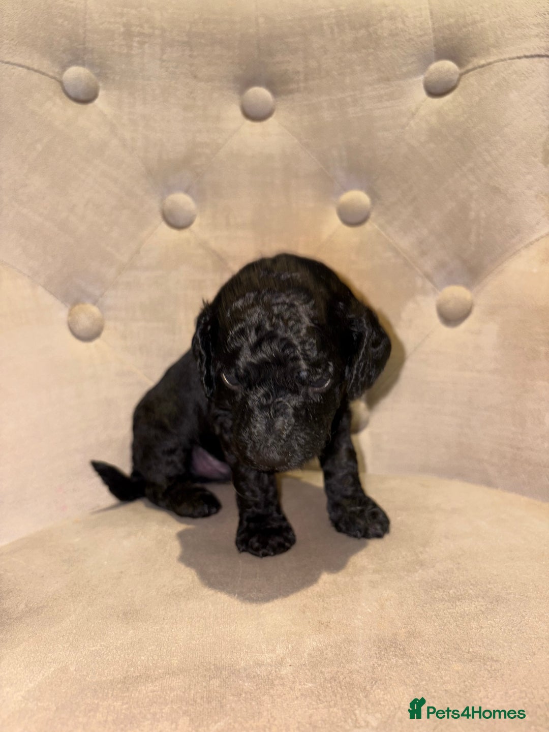 Cockapoo dogs for sale: Beautiful litter of Cockapoo pups - Advert 15