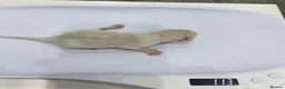 Ragdoll cats for sale: Ragdoll Kitten Girl LSEF 94% Purity HALF PRICE! - Advert 7