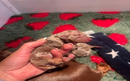 Miniature Dachshund dogs for sale: Isabella dapple KC stunning healthy dachshund  - Image 14