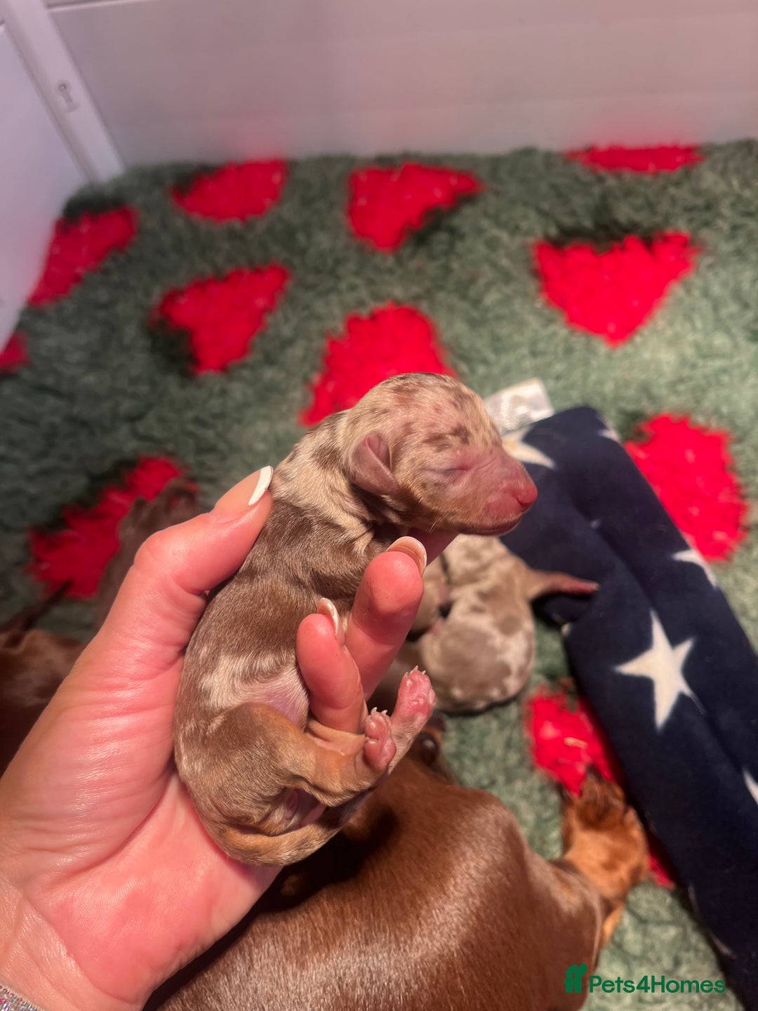 Miniature Dachshund dogs for sale: Isabella dapple KC stunning healthy dachshund  - Image 14