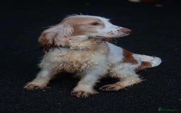 Cocker Spaniel dogs for stud: Frankie & Benny ready for stud in Blackburn - Image 5