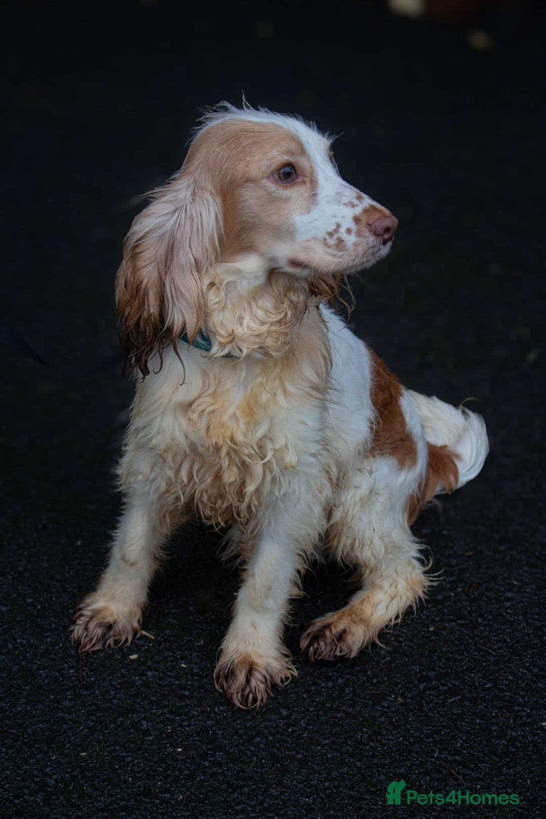 Cocker Spaniel dogs for stud: Frankie & Benny ready for stud in Blackburn - Image 5