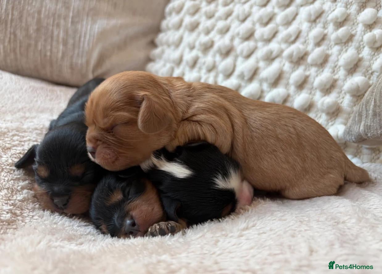 Cavalier King Charles Spaniel dogs for sale: Beautiful Cavalier King Charles Spaniel Puppies - Advert 16