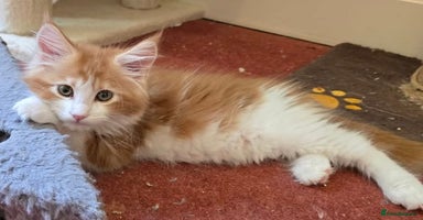 Maine Coon cats - Advert 10