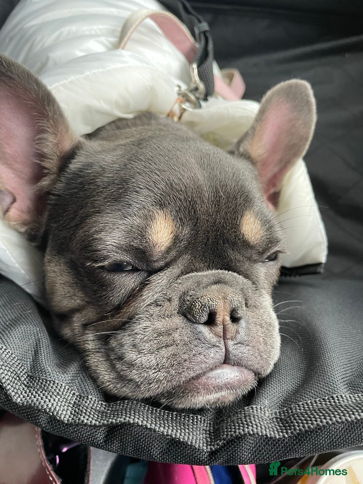 French Bulldog dogs French bulldog  - Advert 1