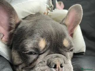 French Bulldog dogs French bulldog - Advert 1