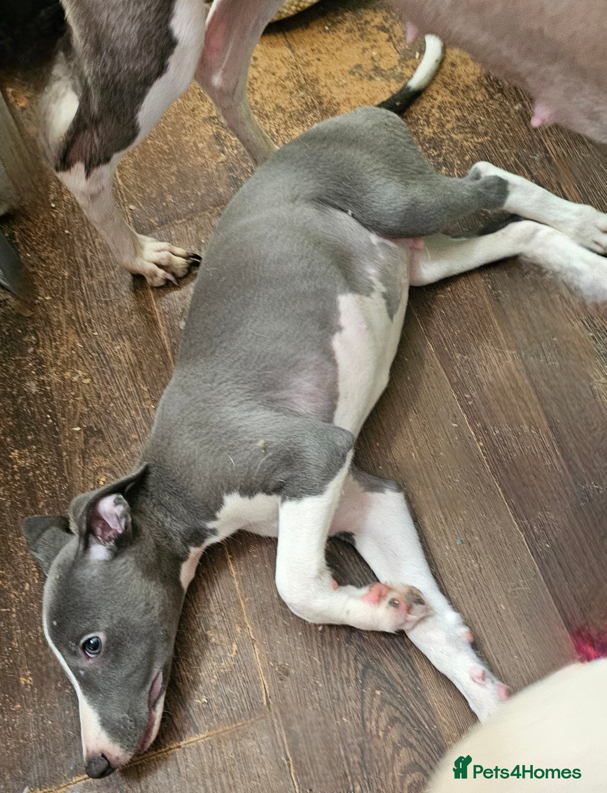 Whippet dogs READY NOW kc reg blue whippet puppies - Advert 14