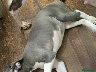 Whippet dogs READY NOW kc reg blue whippet puppies - Advert 14