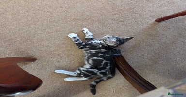 Mixed Breed cats - Advert 4