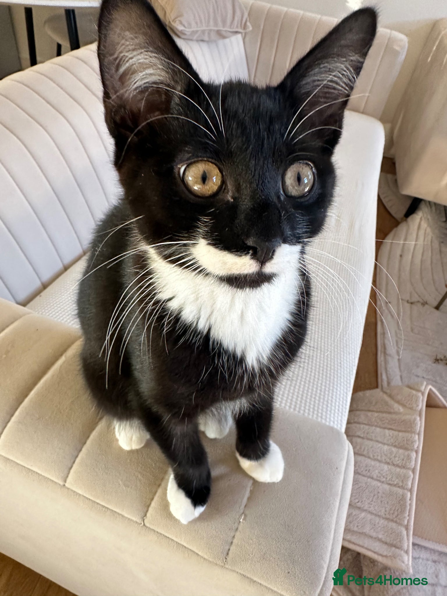 Domestic Shorthair cats Kitten - Advert 23