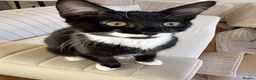 Domestic Shorthair cats for sale: 9 months old male Cat - Advert 4
