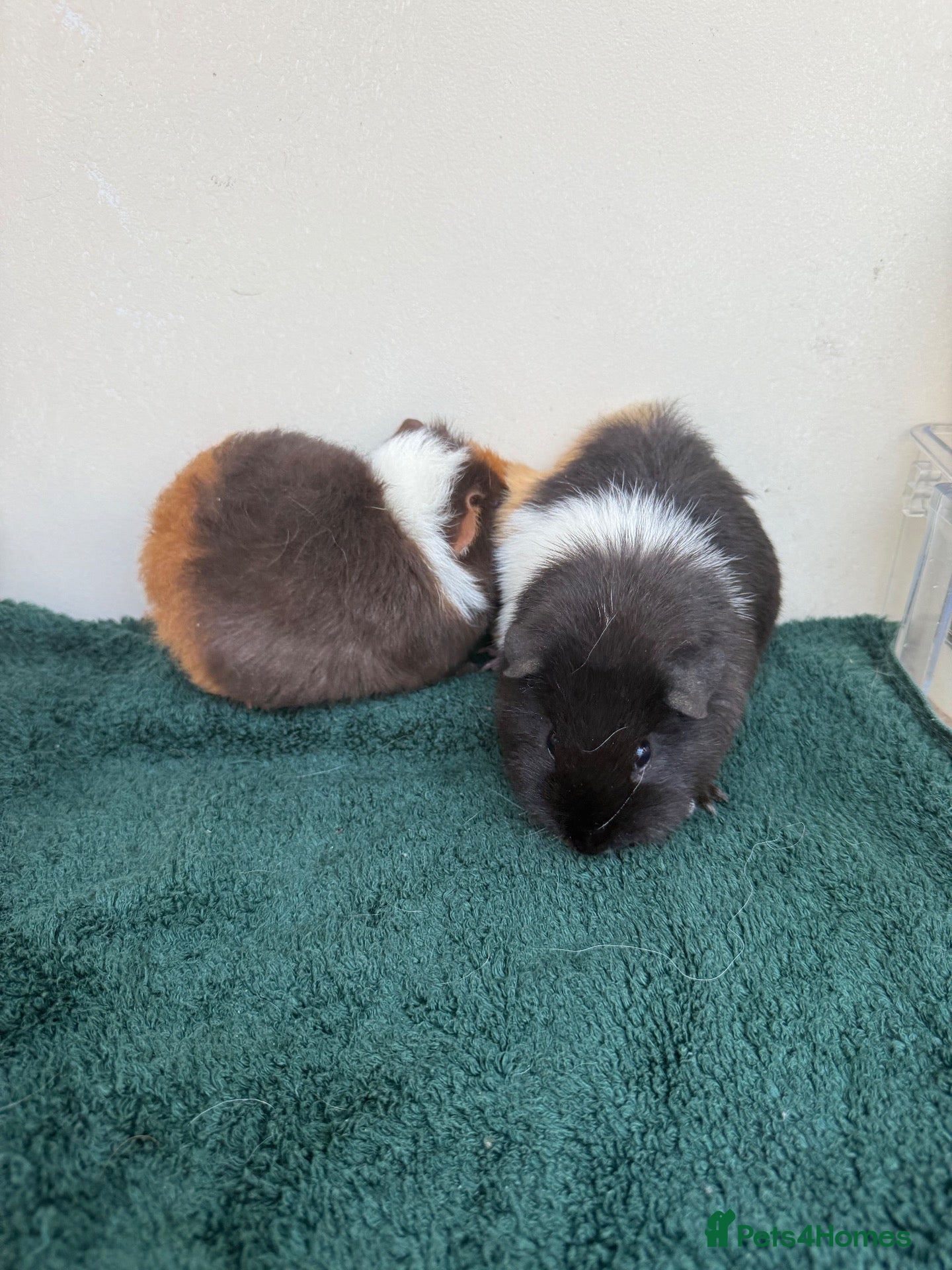 Guinea Pig rodents for sale: Pair of female baby Guinea pigs  - Advert 2