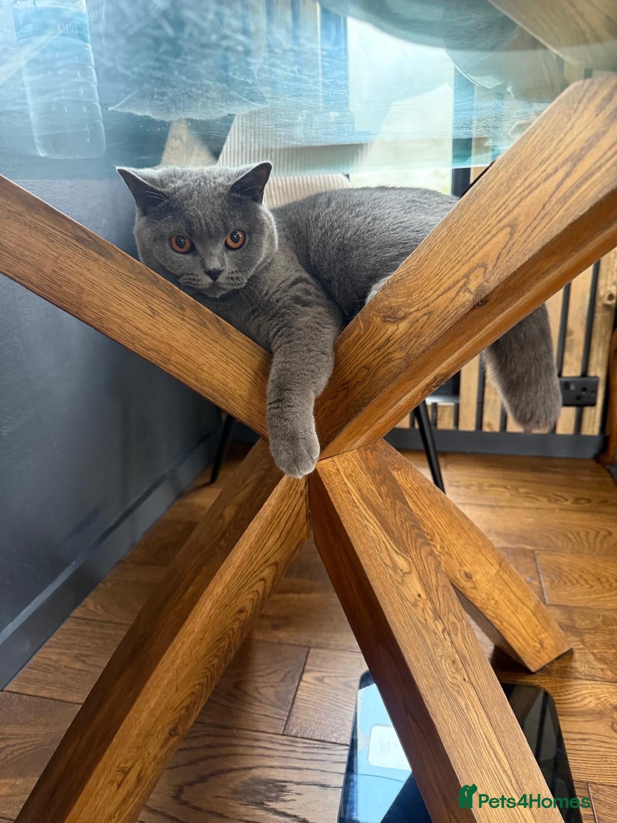 British Shorthair cats for sale: Little Family  - Advert 1
