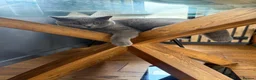 British Shorthair cats for sale: Little Family  in Enfield - Advert 1