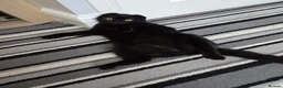 Scottish Fold cats for sale: Black male scottish fold for sale - Advert 3