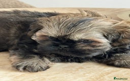 Shih Tzu dogs for sale: Shihtzu pups  - Image 25