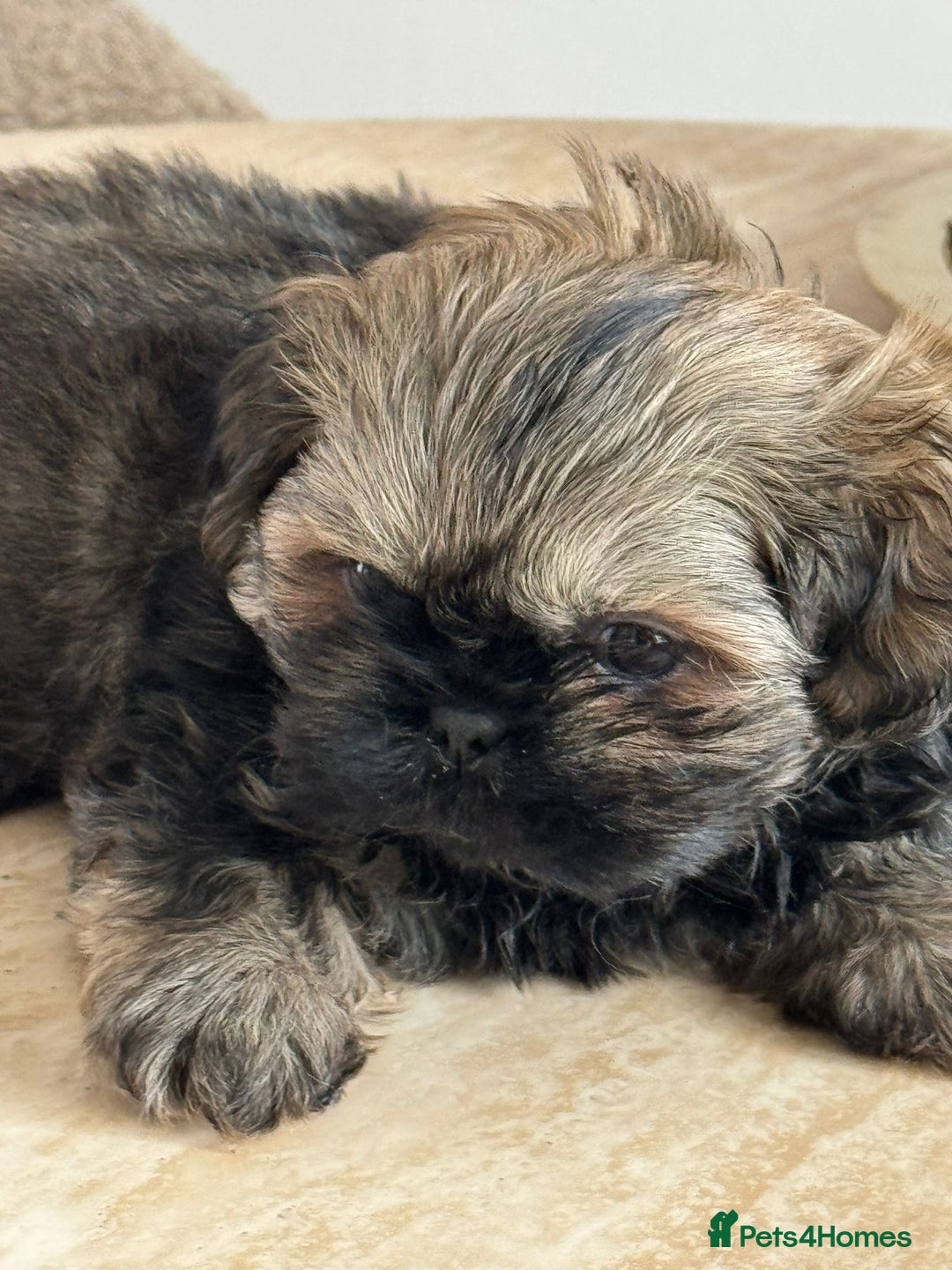 Shih Tzu dogs for sale: Shihtzu pups  - Image 25