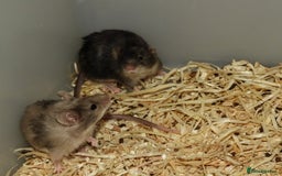 Mouse rodents for sale: Satin, long and short haired varieties  - Image 27