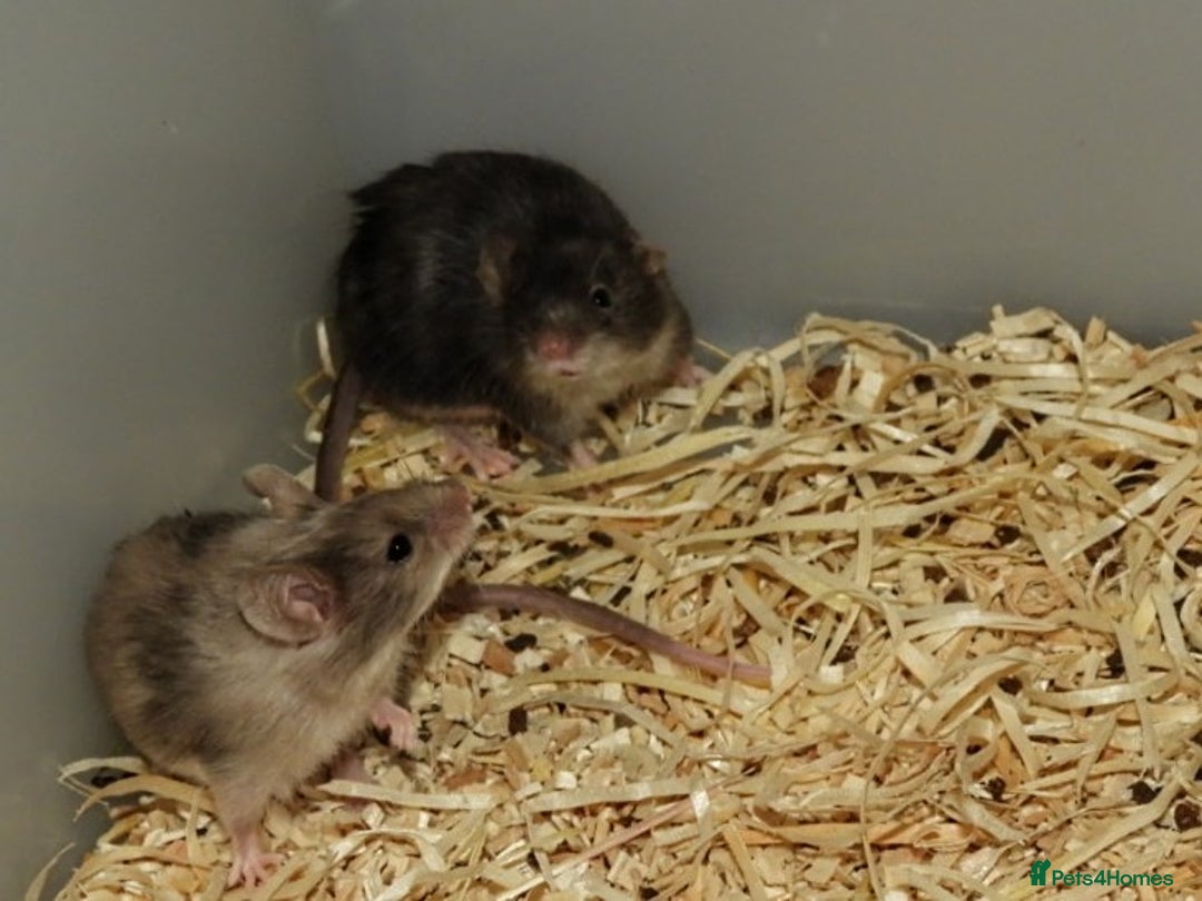 Mouse rodents for sale: Satin, long and short haired varieties  - Image 27