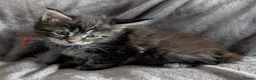 Maine Coon cats for sale: Chunky Maine Coons  - Advert 8