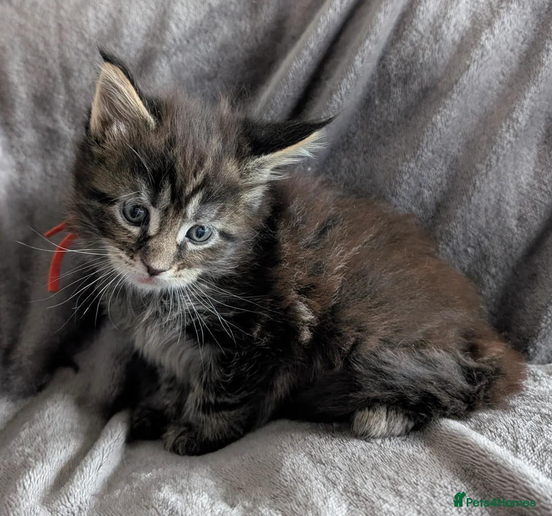 Maine Coon cats for sale: Chunky Maine Coons  - Advert 8