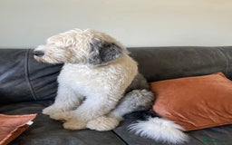 Old English Sheepdog dogs for stud: Chester Lovable Proven KC Old English Sheepdog in King's Lynn - Image 2