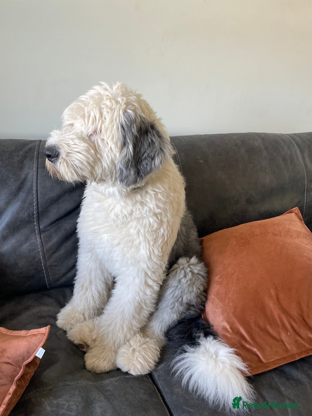 Old English Sheepdog dogs for stud: Chester Lovable Proven KC Old English Sheepdog in King's Lynn - Image 2