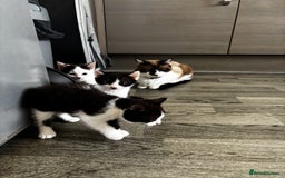 British Shorthair cats for sale: 3 kittens  - Image 4
