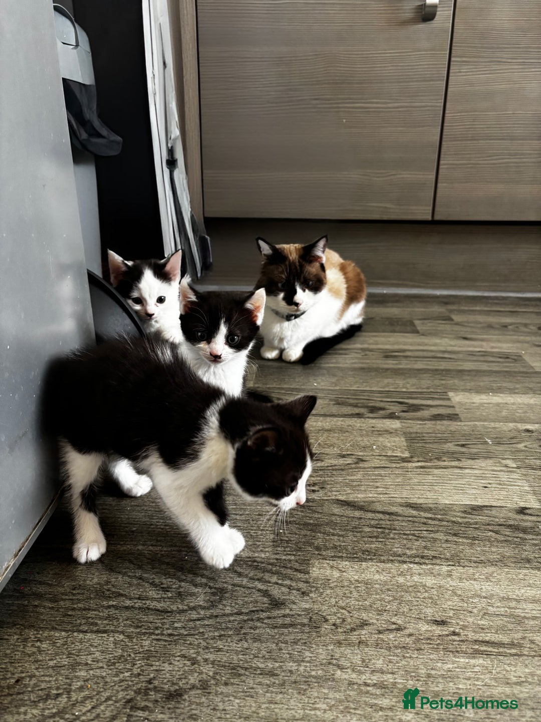 British Shorthair cats for sale: 3 kittens  - Image 4