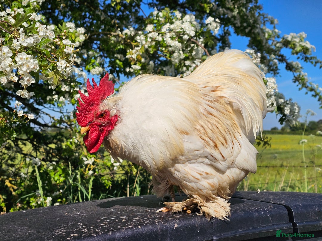 Chickens poultry for sale: ** Stunning friendly Pekin Cockerals available **  - Image 24