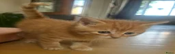 Mixed Breed cats for sale: 5 gorgeous kittens in Clitheroe - Advert 1