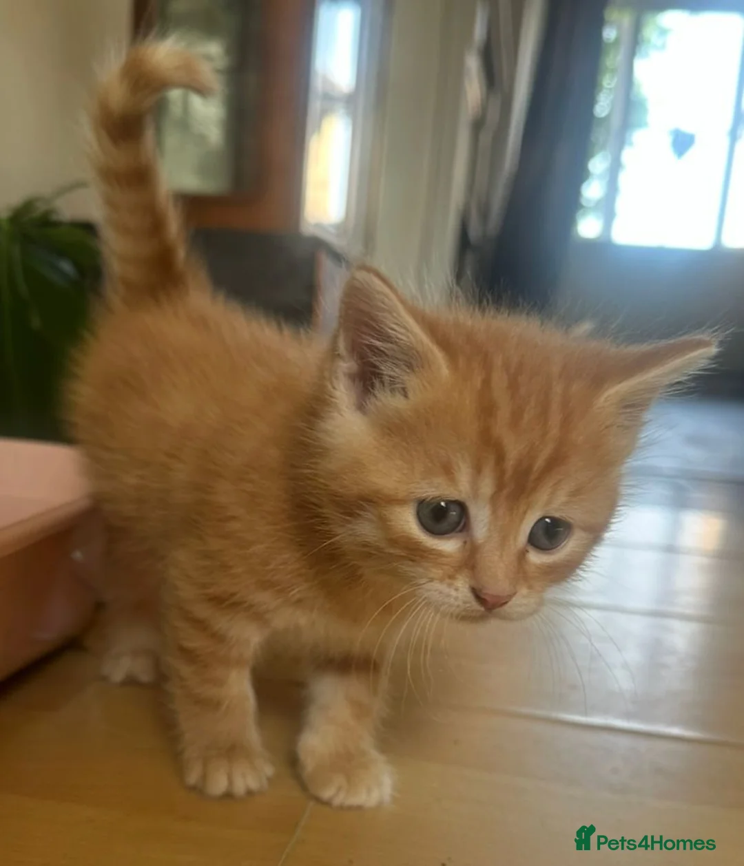 Mixed Breed cats for sale: 5 gorgeous kittens in Clitheroe - Advert 1